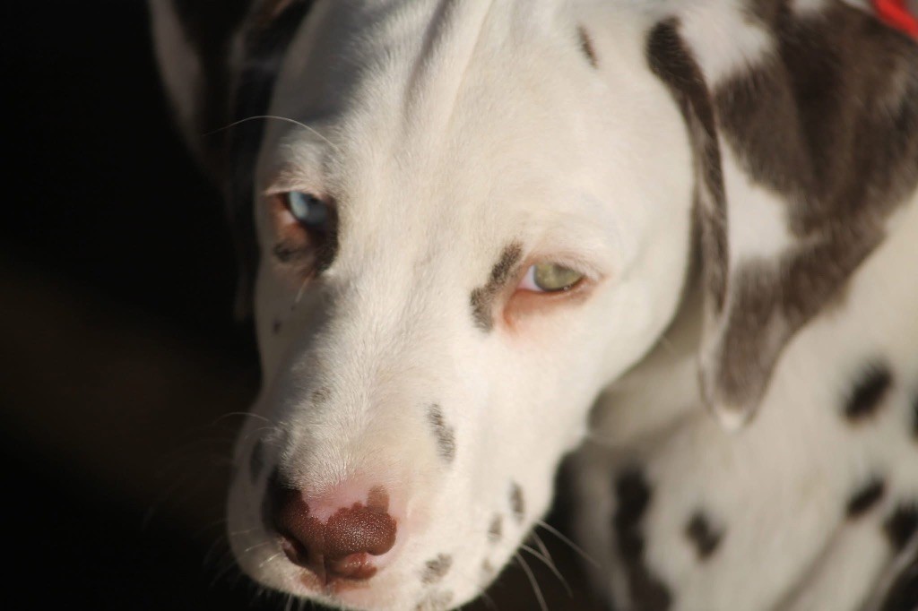 Zewonderiz - Chiot disponible  - Dalmatien