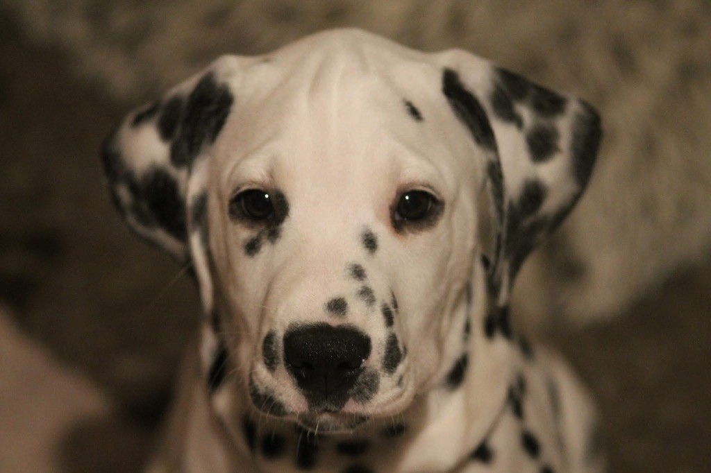 Zewonderiz - Chiot disponible  - Dalmatien