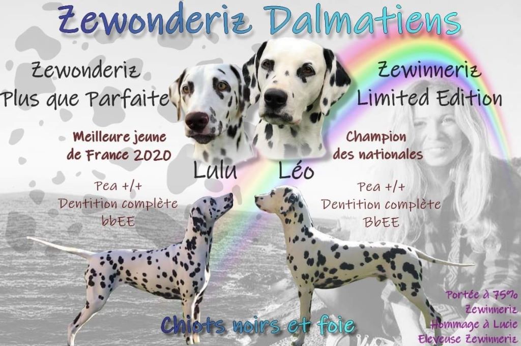 Zewonderiz - Portée 2022