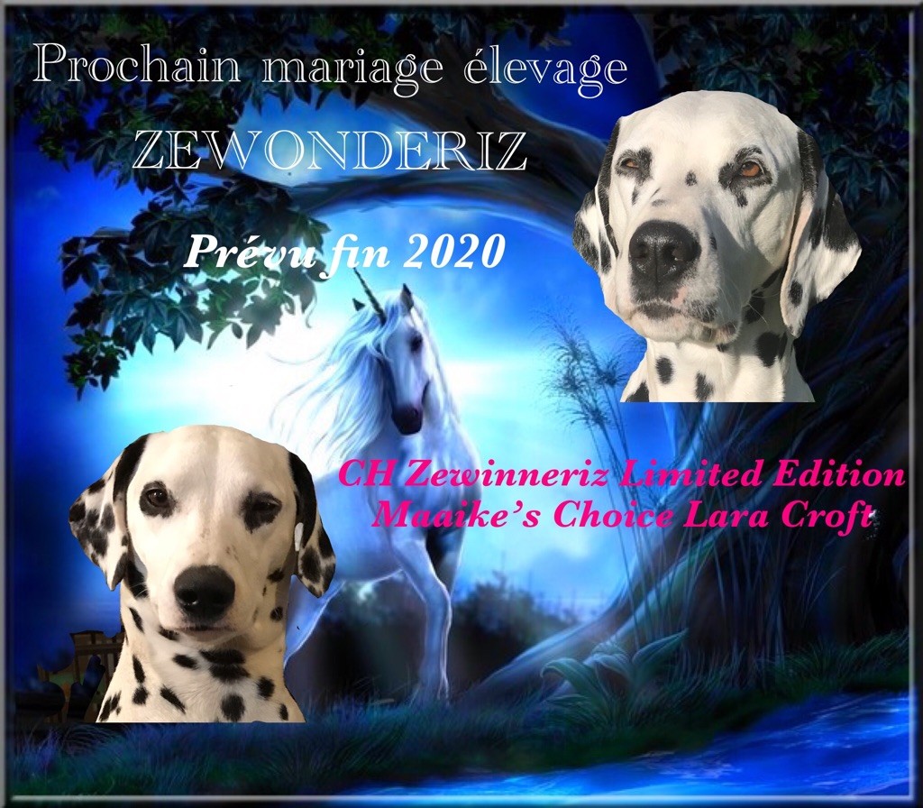 Zewonderiz - Prochaine portée