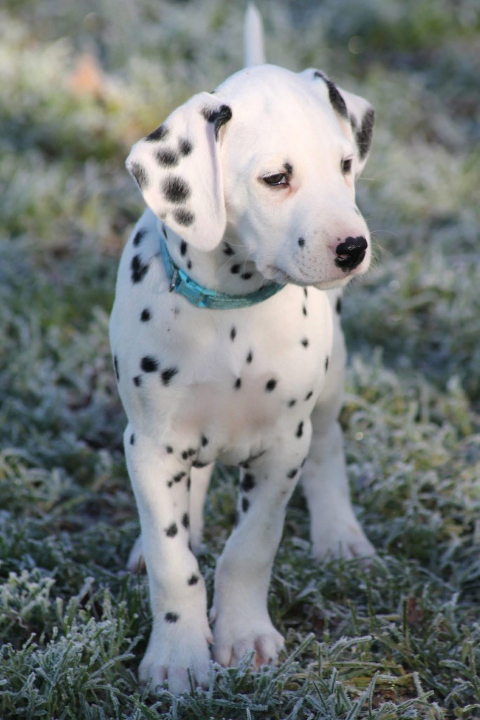 Zewonderiz - Dalmatien - Portée née le 05/11/2024